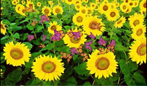 Girasoles y Mariposas